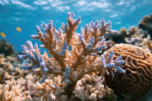Delicate, bleached coral branches reach towards the sunlit ocean surface