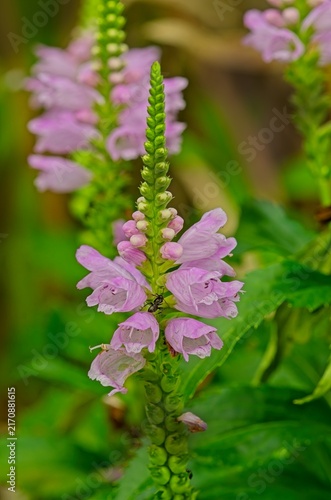 Pink obedient plant flower spike blooming with a small black ant climbing on the petals.