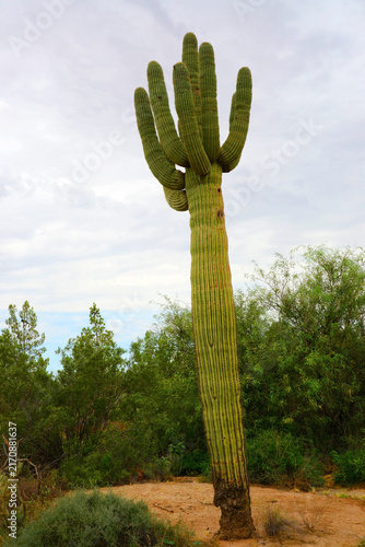 Old Saguaro Cactus Sonora desert Arizona