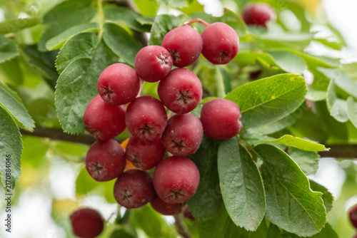 Sorbus 'Granatnaja' Sibirische Eberesche. Detail Frucht