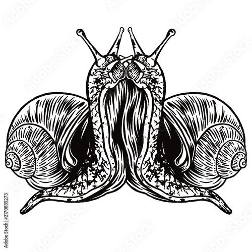 Konstfotografi Two Snails Entwined Line Art Vector Illustration