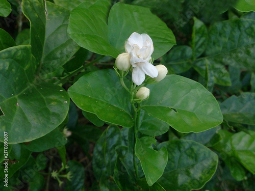 Canvastavla Arabian Jasmine or Jasminum sambac plant with flower and buds image