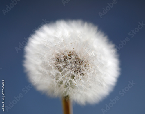 Dandelion  seed head on blue background
