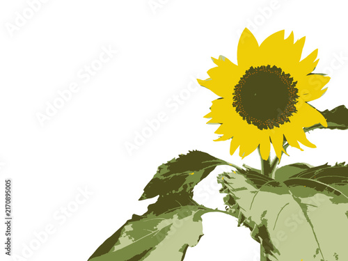 ヒマワリ, 花, 自然, サマー, 黄色, 孤立した, 植える, 太陽, 白, 全盛期, 明るい, 美しさ, 葉, 農学, 植物, アップ, 美しい, 野原, 庭, シングルス, 茎, 種子, ひまわり, 向日葵, 和風, 年賀状, sunflower, flower, nature, summer, yellow, isolated, plant, sun, white, bright, bea