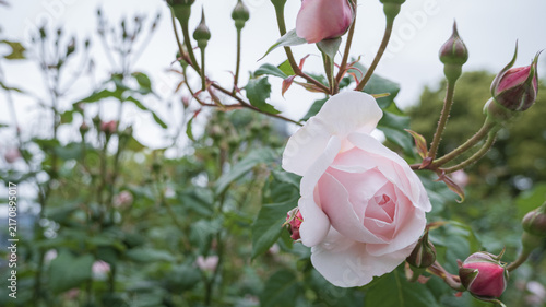Obraz na płótnie 可憐に開花する淡いピンクのバラの花とたくさんの蕾