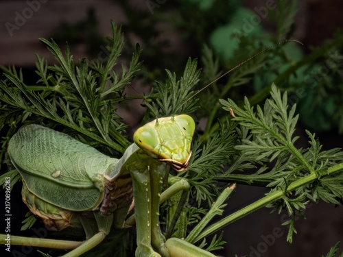 Foto Close-up of a green praying mantis in its natural habitat at night