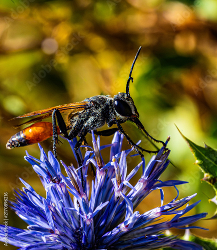 Canvastavla Macro close-up shot of a wasp resting on a vibrant blue flower