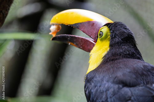 Obraz na plátně Yellow-throated toucan holding a fruit in its beak while perched