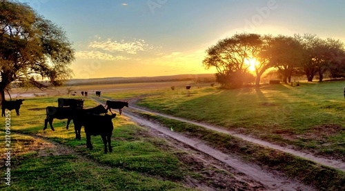 Canvastavla Atardecer en el campo