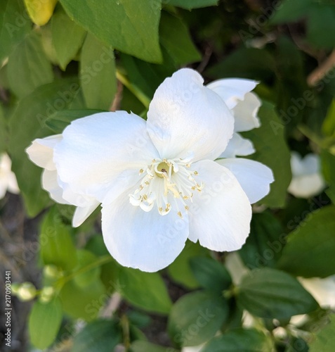 Vista de cerca de una flor de color blanco tipo celinda, en jardín de parque urbano	