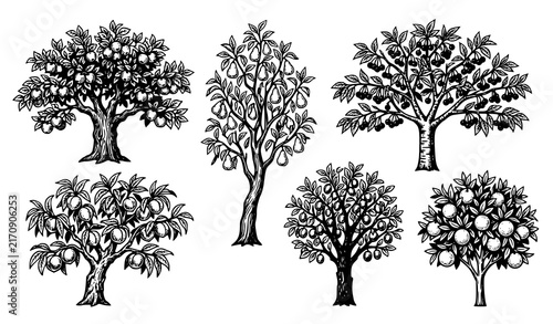 Fruit Tree Botanical Vector Set with Hand Drawn Sketchy Engravings of Apple Pear Orange Mango Cherry and Citrus Trees for Orchard Farming Designs