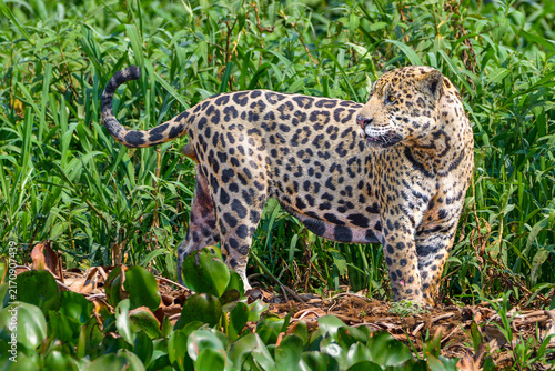 Photography Jaguar in the grass
