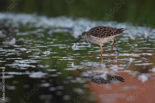 Fotografie ruff