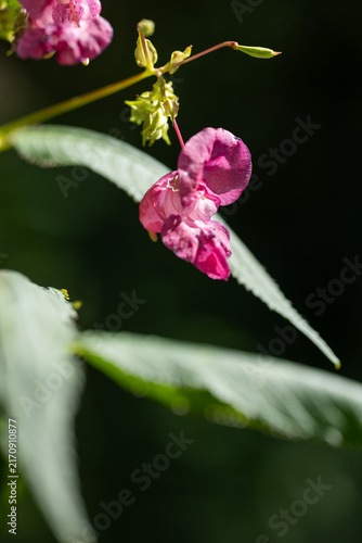 фотографія Pink Himalayan balsam flower in sunlight against dark background