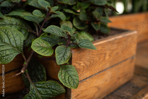 Close-up of green leaves growing from a wooden planter. The leaves are lush and textured, showcasing a vibrant natural scene.