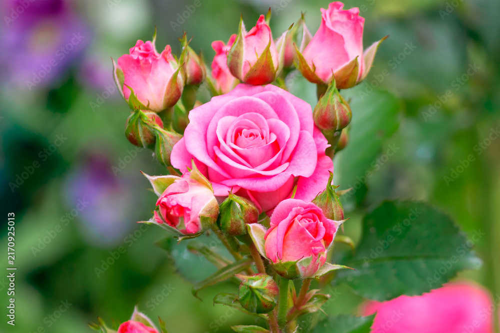 Fototapeta premium Blooming pink spray rose (Lovely Lydia) in a summer garden yard.