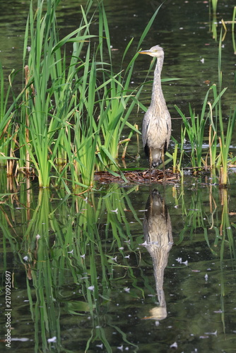 the grey heron (Ardea cinerea)