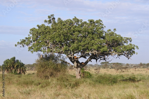 Leberwurstbaum und Palmen mit Löwen in der Serengeti	