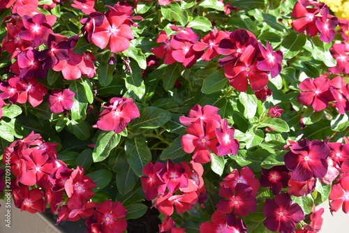 Canvas Print Impatiens rouges en été au jardin