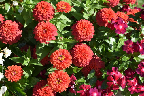 Canvas Print Zinnias rouges en été au jardin