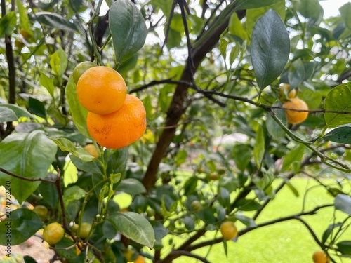 oranges on tree