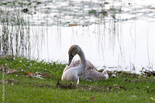 Plakat Juvenile Mute Swan Resting on a Grassy Lakeshore