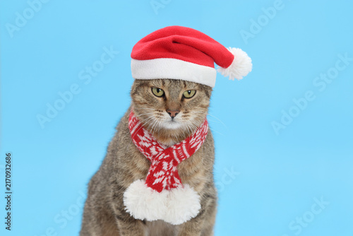 Funny tabby cat in red Santa hat and knitted scarf on blue background looking at camera. Christmas pet, holiday banner, New Year theme.