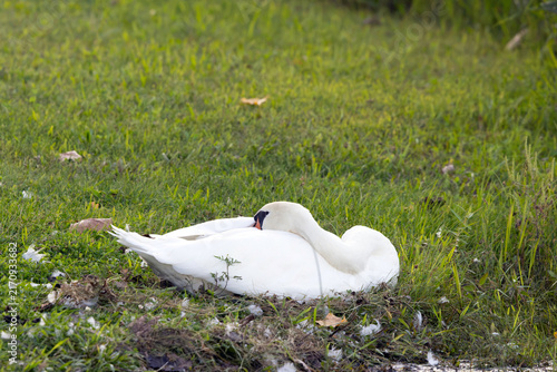 Принти на полотні Adult Mute Swan Resting in Grass Along a Lakeshore