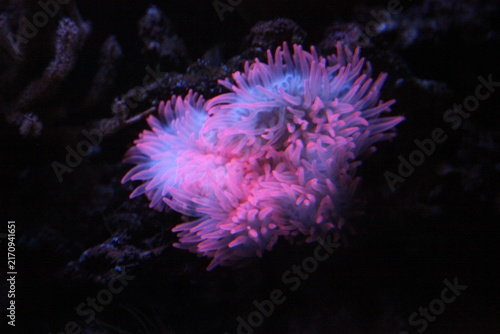 underwater neon