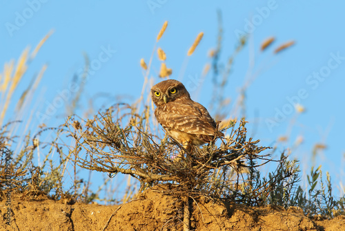 Foto Little Owl (Athene noctua) perched on top of an earthen embankment among dry shrubs under a blue sky