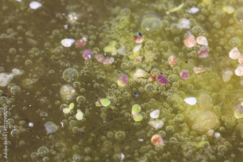 Photography Algae and duckweed plants floating on the surface of a stagnant pond with oxygen