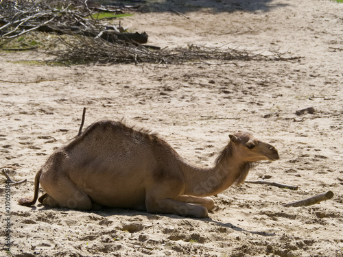 Foto Camel resting on sandy ground in a dry area with some branches nearby