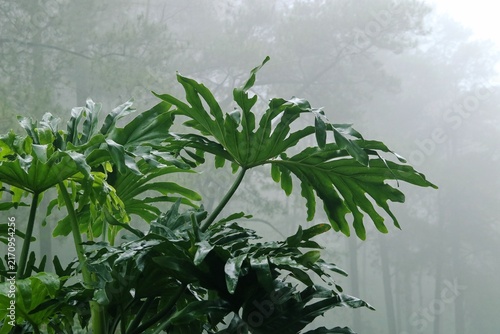 Картината върху платно close up of fresh philodendron plants in the garden with vibrant green leaves and misty forest in background,  with negative space perfect for nature-themed content backdrop