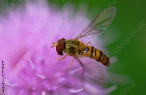 Принти на полотні Hoverfly collecting pollen on a vibrant purple flower in a sunny meadow with a s