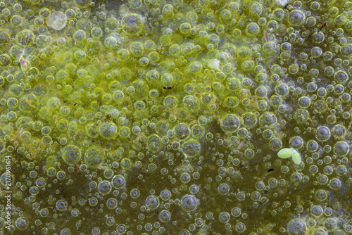 Принти на полотні Green algae floating on a stagnant pond surface with oxygen bubbles trapped in a thick organic mat during daylight