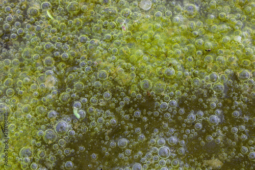 Картината върху платно Algae bloom with oxygen bubbles floating on a stagnant green pond surface during daylight