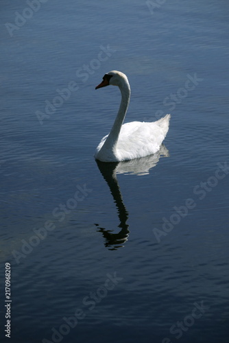 Cigno reale bianco che nuota in acqua blu con riflesso