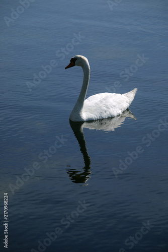 Cigno reale bianco che nuota in acqua blu con riflesso