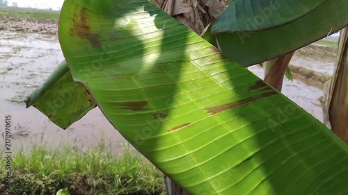 Banana leaf close up swaying in wind near agricultural rice field