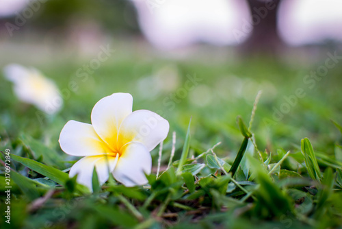 White Frangipani Flower on Green Grass with Soft Blurred Background