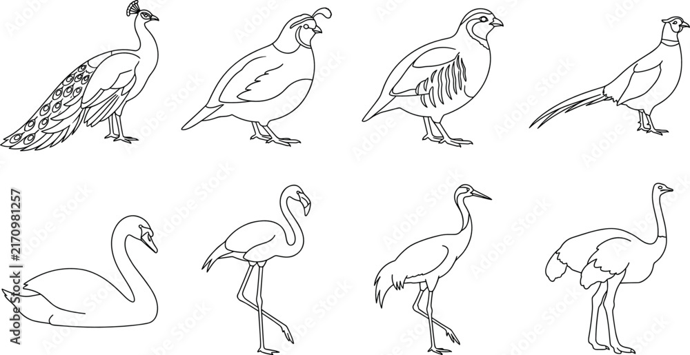 Naklejka premium Different Wild Birds Collection Line Art Vector Illustration for Children Coloring Book Page