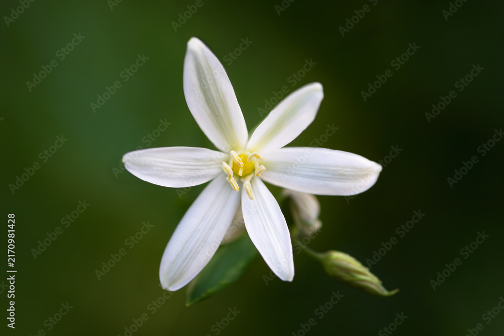 Fototapeta premium Close-up of a blooming white star of Bethlehem flower featuring crisp petals and a vibrant yellow center set against a soft green background
