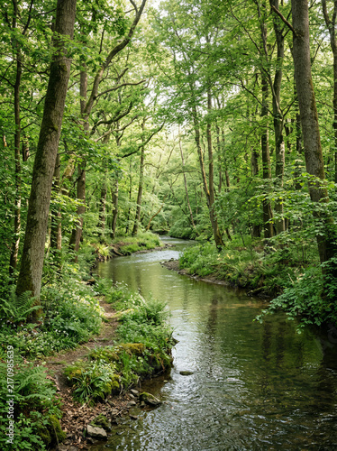 Dark forest stream reflecting tall trees beneath a tunnel of dense green foliage