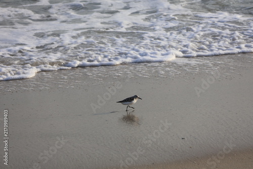 Obraz na płótnie A lone sandpiper scurries about the shoreline in search of food amidst seafoam and tides