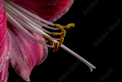 Photography Extreme macro close up of red amaryllis hippeastrum flower stamens with yellow p