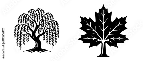 black and white illustrations of a weeping willow tree and maple leaf
