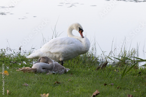 Konstfotografi Adult Mute Swan Standing Beside a Resting Cygnet on a Lakeshore