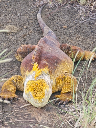 Galapagos Island land iguana very large yellow lizard
