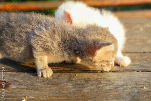 Obraz na plátně ​Two tiny, fluffy kittens, one white and one grey, huddle together on an old wooden table