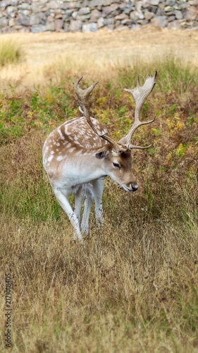 Quadro su tela Spotted fallow deer walking through dry grass and bracken in a natural countryside setting